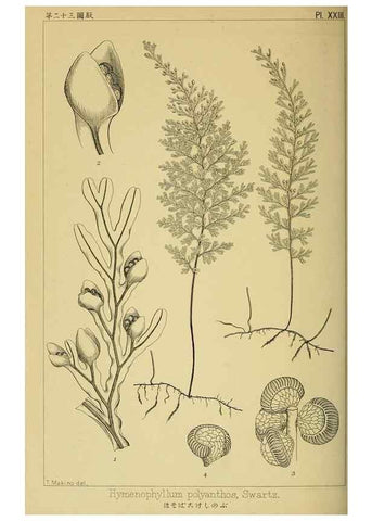 Reproducción/Reproduction 48348083506: Shinsen Nihon shokubutsu zusetsu.. Tokyo :Keigyosha,Meiji 32-36 [1899-1903]. 