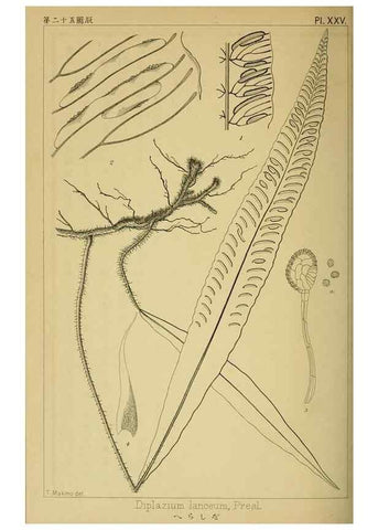 Reproducción/Reproduction 48348224927: Shinsen Nihon shokubutsu zusetsu.. Tokyo :Keigyosha,Meiji 32-36 [1899-1903]. 