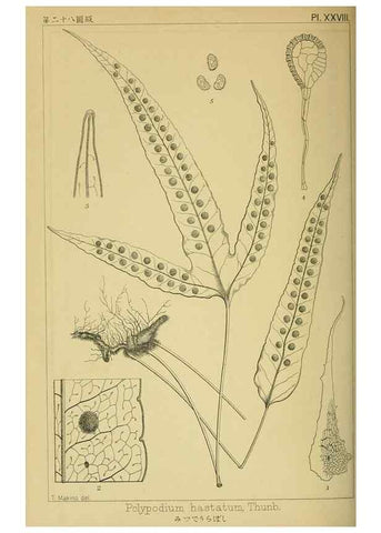 Reproducción/Reproduction 48348086891: Shinsen Nihon shokubutsu zusetsu.. Tokyo :Keigyosha,Meiji 32-36 [1899-1903]. 