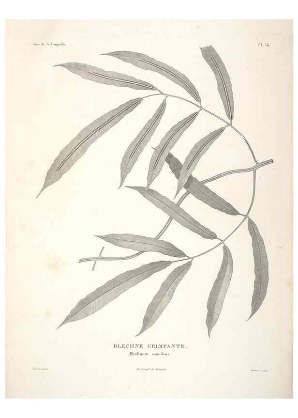 Reproducción/Reproduction 48347080461: Voyage autour du monde :. Paris :Arthus Bertrand,1825-1830 [i.e. 1838]. 