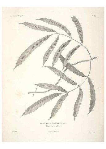 Reproducción/Reproduction 48347080461: Voyage autour du monde :. Paris :Arthus Bertrand,1825-1830 [i.e. 1838]. 