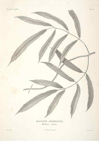 Reproducción/Reproduction 48347080461: Voyage autour du monde :. Paris :Arthus Bertrand,1825-1830 [i.e. 1838]. 