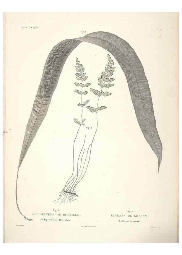 Reproducción/Reproduction 48347219147: Voyage autour du monde :. Paris :Arthus Bertrand,1825-1830 [i.e. 1838]. 