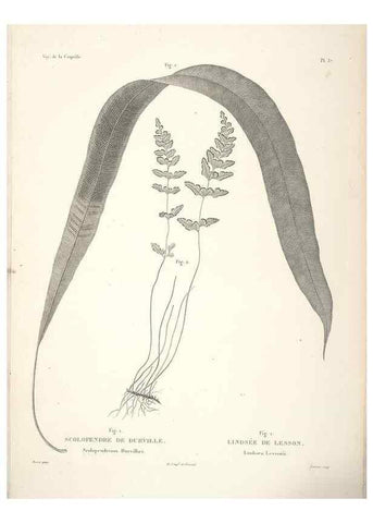 Reproducción/Reproduction 48347219147: Voyage autour du monde :. Paris :Arthus Bertrand,1825-1830 [i.e. 1838]. 