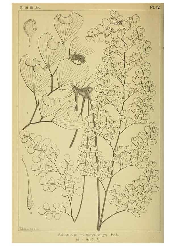 Reproducción/Reproduction 48348070631: Shinsen Nihon shokubutsu zusetsu.. Tokyo :Keigyosha,Meiji 32-36 [1899-1903]. 