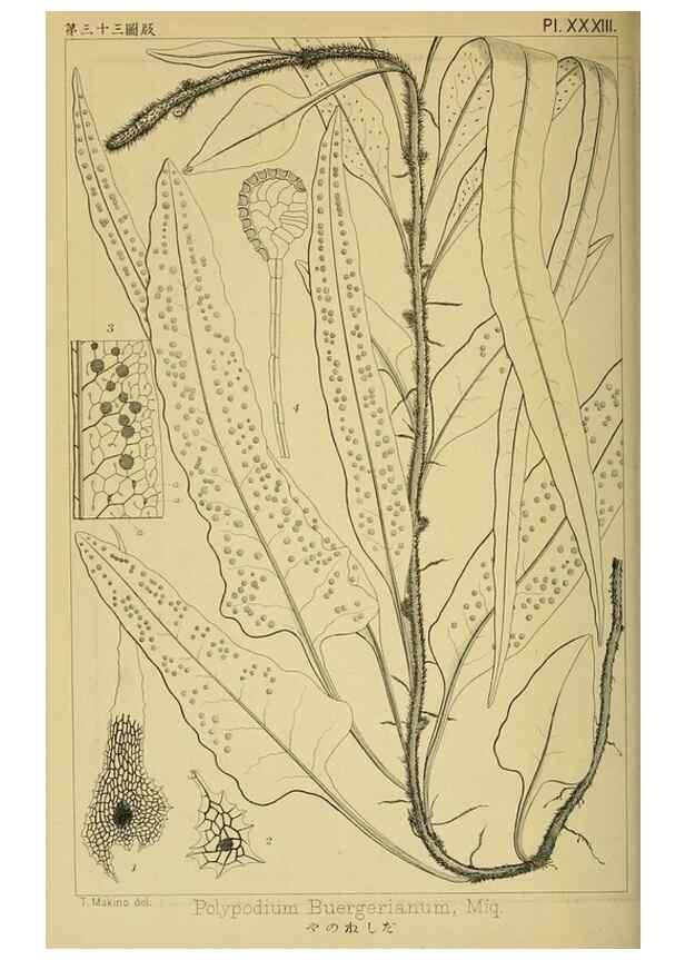 Reproducción/Reproduction 48348229917: Shinsen Nihon shokubutsu zusetsu.. Tokyo :Keigyosha,Meiji 32-36 [1899-1903]. 