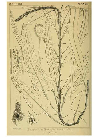 Reproducción/Reproduction 48348229917: Shinsen Nihon shokubutsu zusetsu.. Tokyo :Keigyosha,Meiji 32-36 [1899-1903]. 