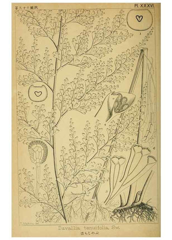 Reproducción/Reproduction 48348091521: Shinsen Nihon shokubutsu zusetsu.. Tokyo :Keigyosha,Meiji 32-36 [1899-1903]. 