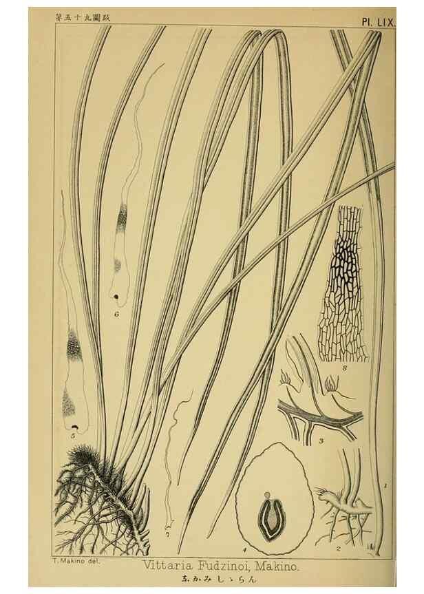 Reproducción/Reproduction 48348286627: Shinsen Nihon shokubutsu zusetsu.. Tokyo :Keigyosha,Meiji 32-36 [1899-1903]. 