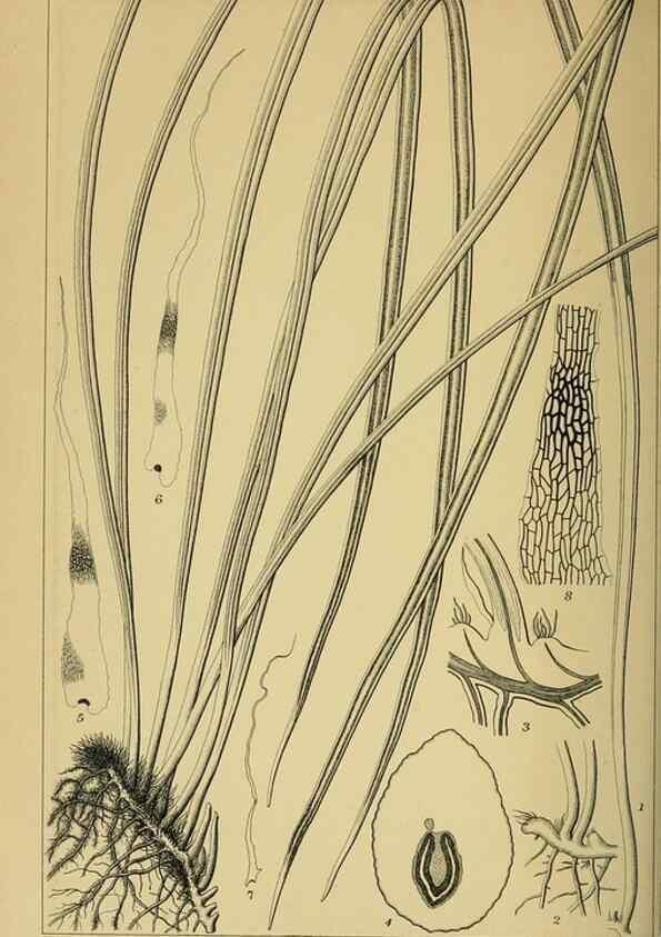 Reproducción/Reproduction 48348286627: Shinsen Nihon shokubutsu zusetsu.. Tokyo :Keigyosha,Meiji 32-36 [1899-1903]. 