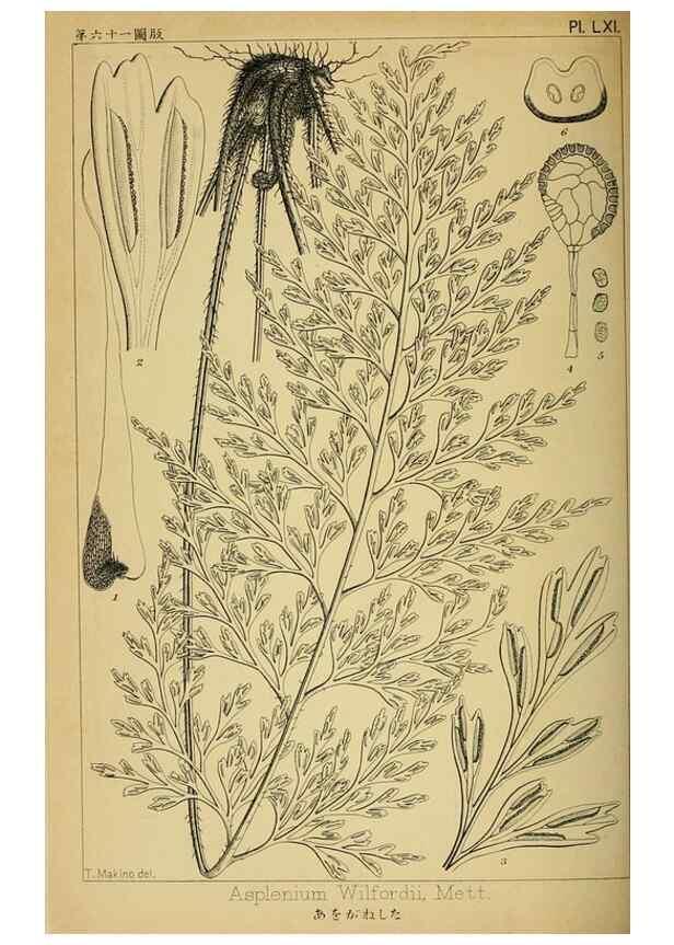 Reproducción/Reproduction 48348288027: Shinsen Nihon shokubutsu zusetsu.. Tokyo :Keigyosha,Meiji 32-36 [1899-1903]. 