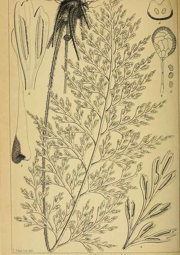 Reproducción/Reproduction 48348288027: Shinsen Nihon shokubutsu zusetsu.. Tokyo :Keigyosha,Meiji 32-36 [1899-1903]. 