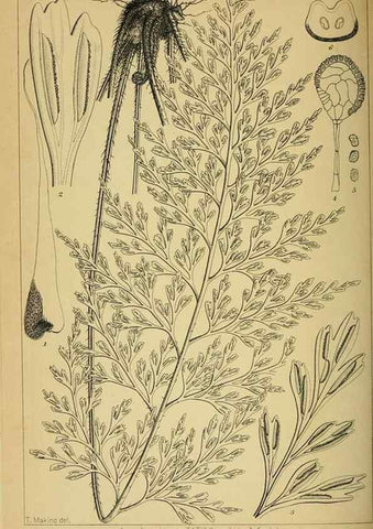 Reproducción/Reproduction 48348288027: Shinsen Nihon shokubutsu zusetsu.. Tokyo :Keigyosha,Meiji 32-36 [1899-1903]. 