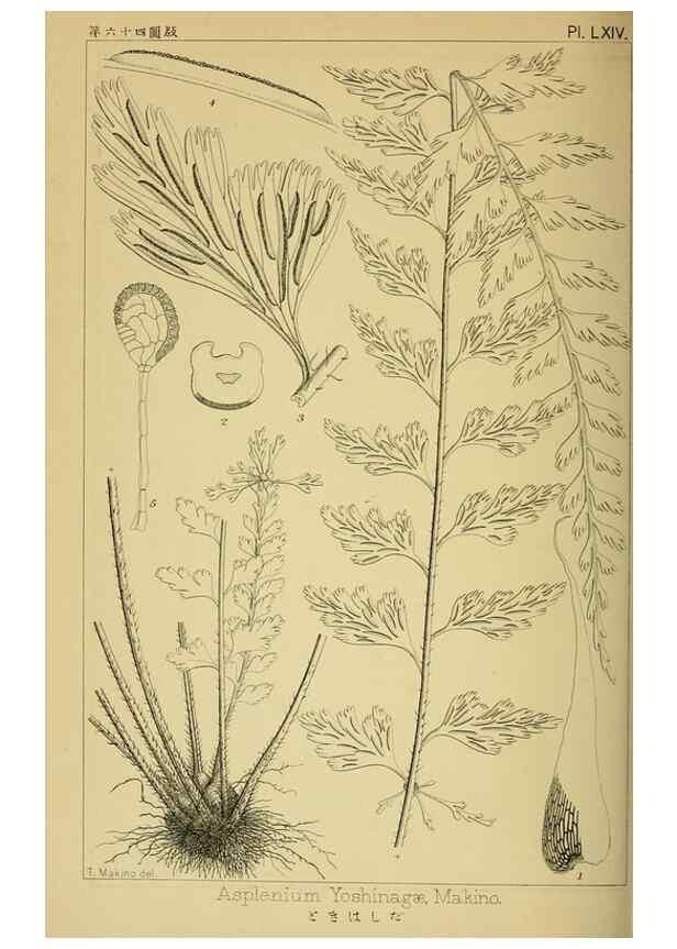 Reproducción/Reproduction 48348289902: Shinsen Nihon shokubutsu zusetsu.. Tokyo :Keigyosha,Meiji 32-36 [1899-1903]. 