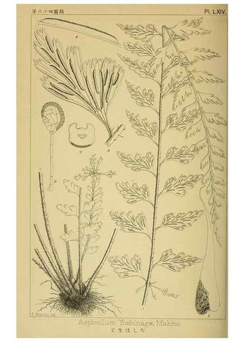 Reproducción/Reproduction 48348289902: Shinsen Nihon shokubutsu zusetsu.. Tokyo :Keigyosha,Meiji 32-36 [1899-1903]. 