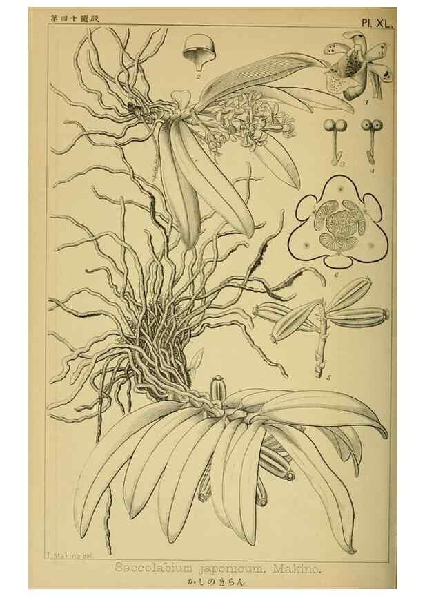 Reproducción/Reproduction 48348094036: Shinsen Nihon shokubutsu zusetsu.. Tokyo :Keigyosha,Meiji 32-36 [1899-1903]. 