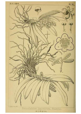 Reproducción/Reproduction 48348094036: Shinsen Nihon shokubutsu zusetsu.. Tokyo :Keigyosha,Meiji 32-36 [1899-1903]. 