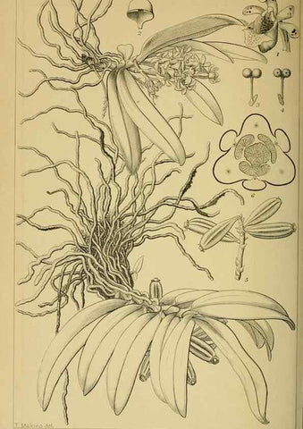 Reproducción/Reproduction 48348094036: Shinsen Nihon shokubutsu zusetsu.. Tokyo :Keigyosha,Meiji 32-36 [1899-1903]. 