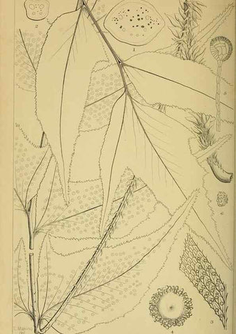 Reproducción/Reproduction 48348095986: Shinsen Nihon shokubutsu zusetsu.. Tokyo :Keigyosha,Meiji 32-36 [1899-1903]. 
