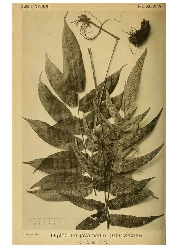 Reproducción/Reproduction 48348097871: Shinsen Nihon shokubutsu zusetsu.. Tokyo :Keigyosha,Meiji 32-36 [1899-1903]. 