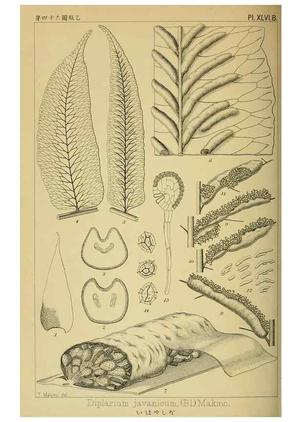Reproducción/Reproduction 48348098401: Shinsen Nihon shokubutsu zusetsu.. Tokyo :Keigyosha,Meiji 32-36 [1899-1903]. 