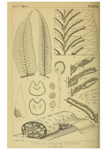 Reproducción/Reproduction 48348098401: Shinsen Nihon shokubutsu zusetsu.. Tokyo :Keigyosha,Meiji 32-36 [1899-1903]. 