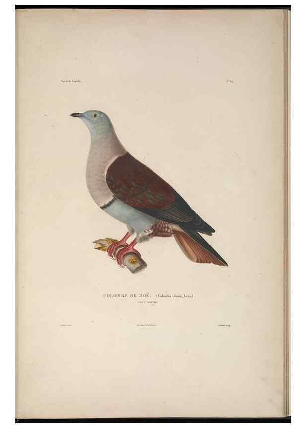 Reproducción/Reproduction 48346953952: Voyage autour du monde :. Paris :Arthus Bertrand,1825-1830 [i.e. 1838]. 