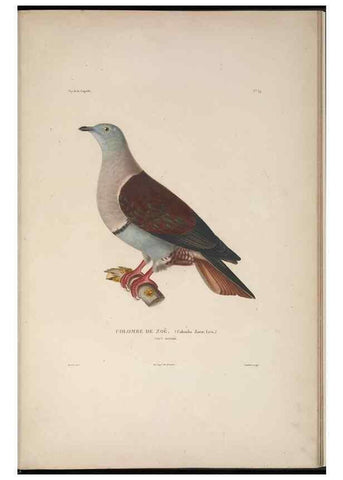 Reproducción/Reproduction 48346953952: Voyage autour du monde :. Paris :Arthus Bertrand,1825-1830 [i.e. 1838]. 