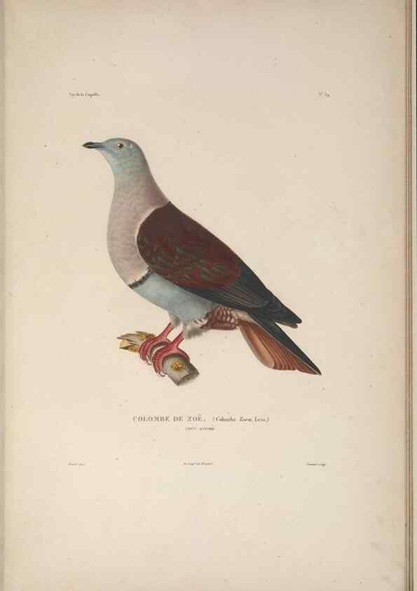 Reproducción/Reproduction 48346953952: Voyage autour du monde :. Paris :Arthus Bertrand,1825-1830 [i.e. 1838]. 