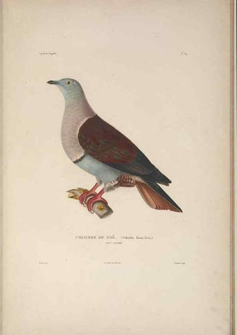 Reproducción/Reproduction 48346953952: Voyage autour du monde :. Paris :Arthus Bertrand,1825-1830 [i.e. 1838]. 