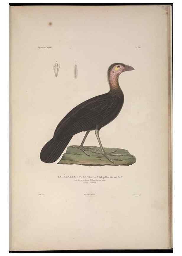 Reproducción/Reproduction 48346953477: Voyage autour du monde :. Paris :Arthus Bertrand,1825-1830 [i.e. 1838]. 