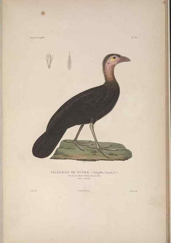 Reproducción/Reproduction 48346953477: Voyage autour du monde :. Paris :Arthus Bertrand,1825-1830 [i.e. 1838]. 