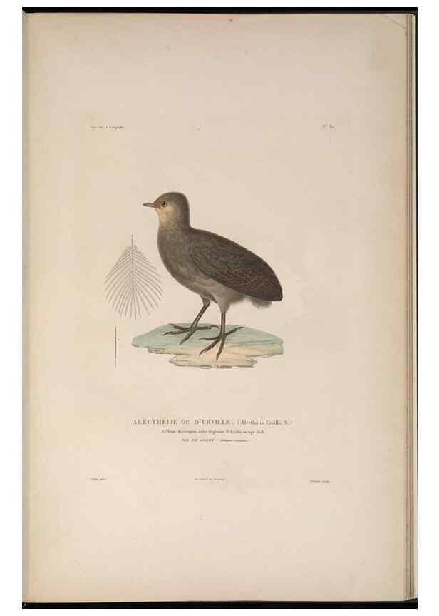 Reproducción/Reproduction 48346953082: Voyage autour du monde :. Paris :Arthus Bertrand,1825-1830 [i.e. 1838]. 