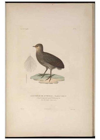 Reproducción/Reproduction 48346953082: Voyage autour du monde :. Paris :Arthus Bertrand,1825-1830 [i.e. 1838]. 