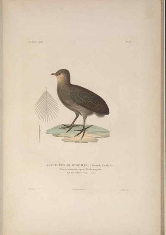 Reproducción/Reproduction 48346953082: Voyage autour du monde :. Paris :Arthus Bertrand,1825-1830 [i.e. 1838]. 