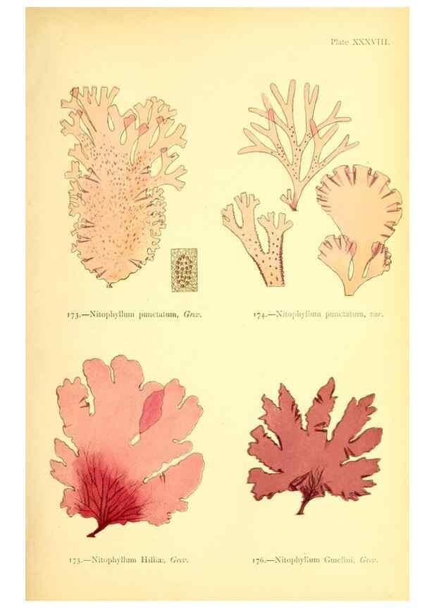 Reproducción/Reproduction 48346326006: British sea-weeds. London :Bell and Daldy,1872.. 