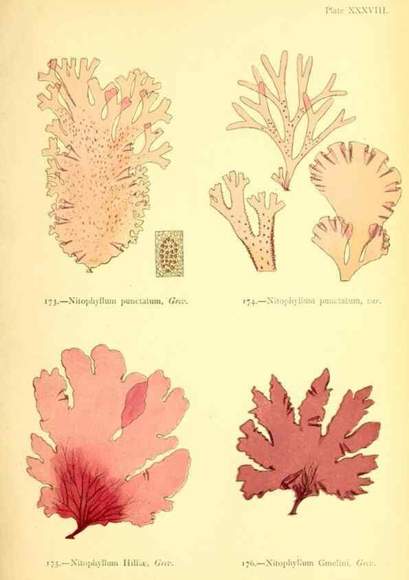 Reproducción/Reproduction 48346326006: British sea-weeds. London :Bell and Daldy,1872.. 