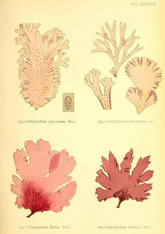 Reproducción/Reproduction 48346326006: British sea-weeds. London :Bell and Daldy,1872.. 