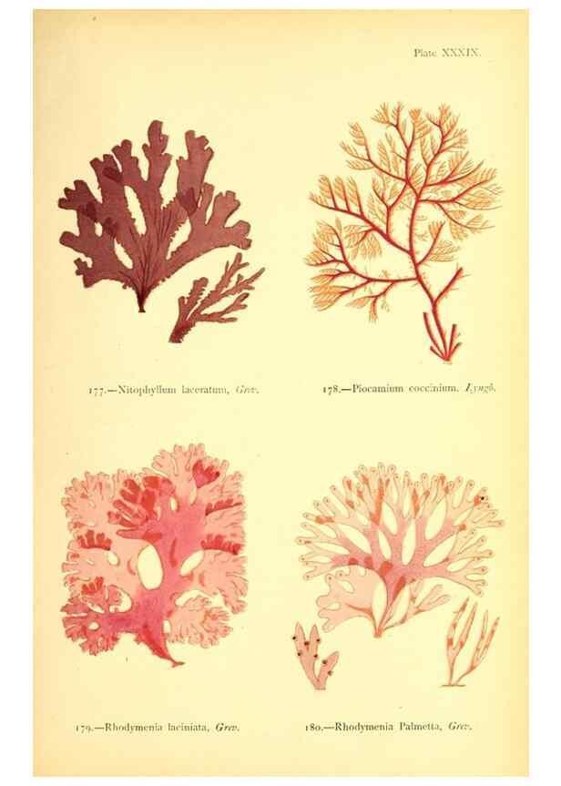 Reproducción/Reproduction 48346326526: British sea-weeds. London :Bell and Daldy,1872.. 