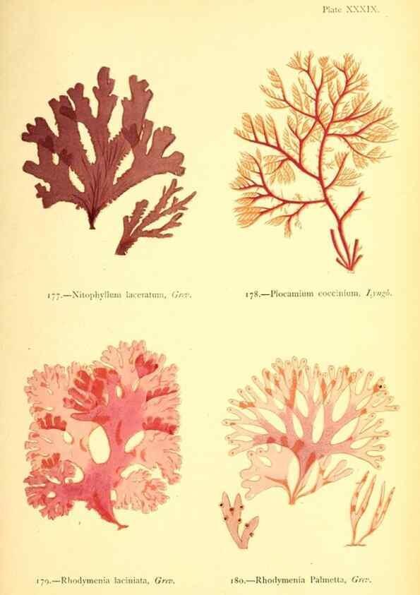 Reproducción/Reproduction 48346326526: British sea-weeds. London :Bell and Daldy,1872.. 