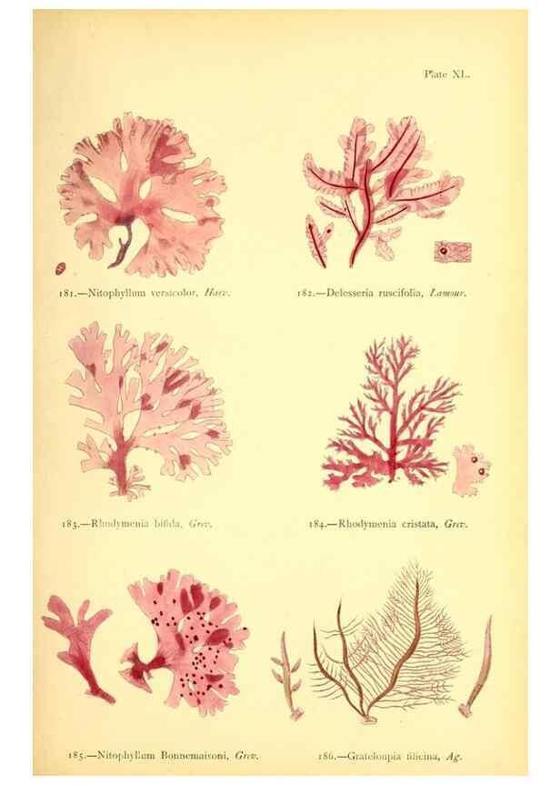 Reproducción/Reproduction 48346326971: British sea-weeds. London :Bell and Daldy,1872.. 