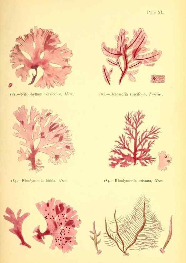 Reproducción/Reproduction 48346326971: British sea-weeds. London :Bell and Daldy,1872.. 