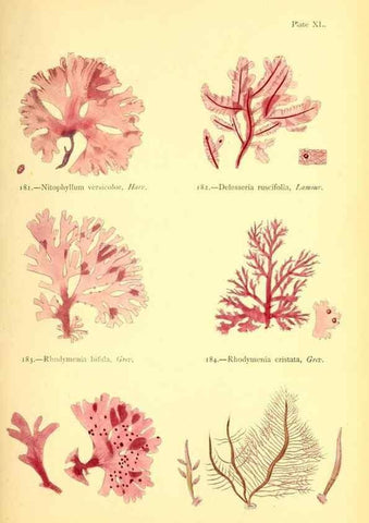 Reproducción/Reproduction 48346326971: British sea-weeds. London :Bell and Daldy,1872.. 