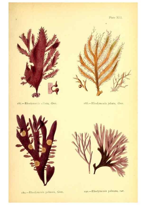 Reproducción/Reproduction 48346462472: British sea-weeds. London :Bell and Daldy,1872.. 