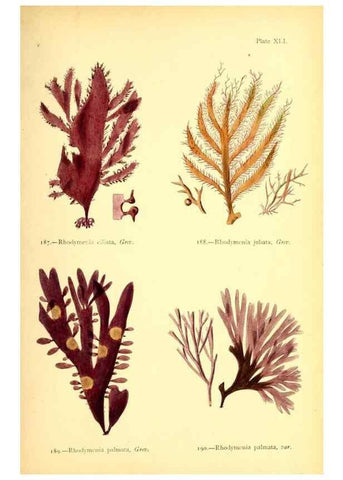 Reproducción/Reproduction 48346462472: British sea-weeds. London :Bell and Daldy,1872.. 