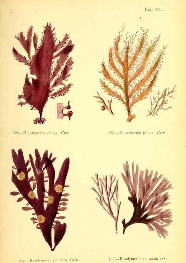 Reproducción/Reproduction 48346462472: British sea-weeds. London :Bell and Daldy,1872.. 