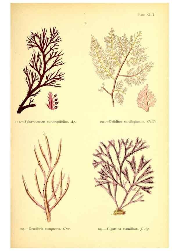Reproducción/Reproduction 48346462757: British sea-weeds. London :Bell and Daldy,1872.. 