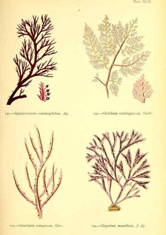 Reproducción/Reproduction 48346462757: British sea-weeds. London :Bell and Daldy,1872.. 