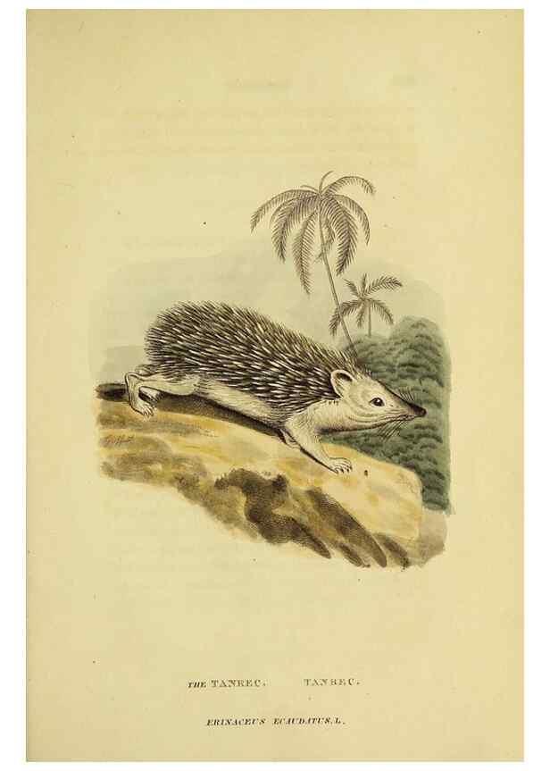 Reproducción/Reproduction 48346460391: General and particular descriptions of the vertebrated animals :. London :Printed for Baldwin, Cradock, and Joy :MDCCCXXI [1821]. 