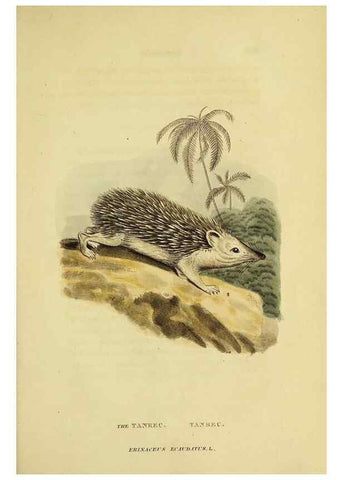 Reproducción/Reproduction 48346460391: General and particular descriptions of the vertebrated animals :. London :Printed for Baldwin, Cradock, and Joy :MDCCCXXI [1821]. 